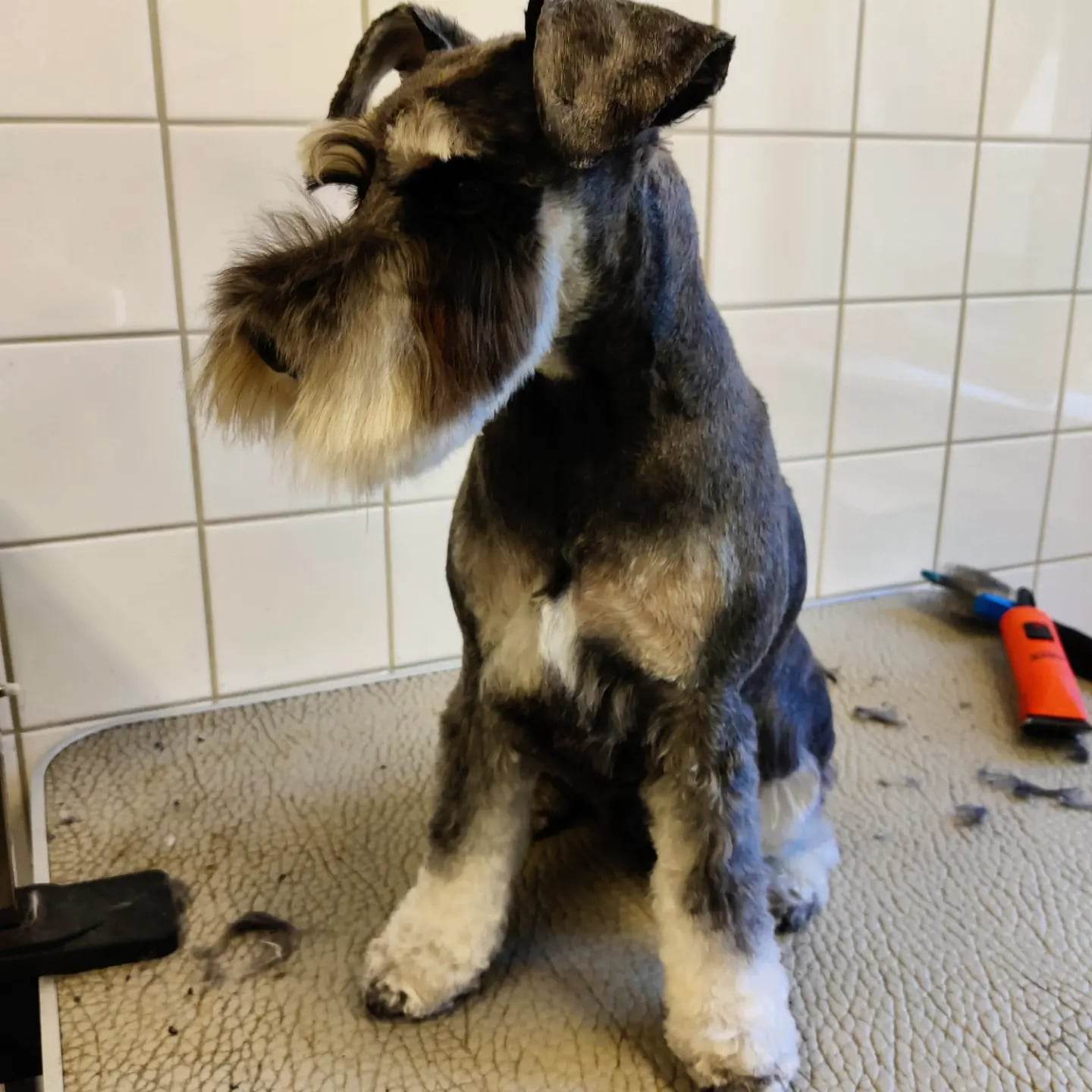 Nyklippt schnauzer hos Tassa in till Emmas